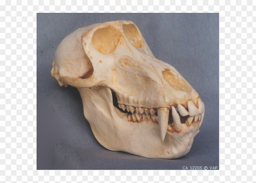 Skull Mandrill Primate Hamadryas Baboon Ape PNG