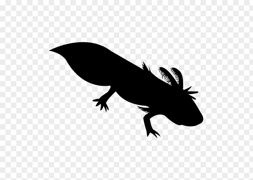 Tail Lizard Mole Cartoon PNG