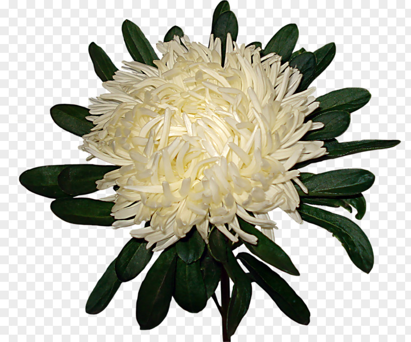 Decorative Chrysanthemum Flower Garden Roses Clip Art PNG