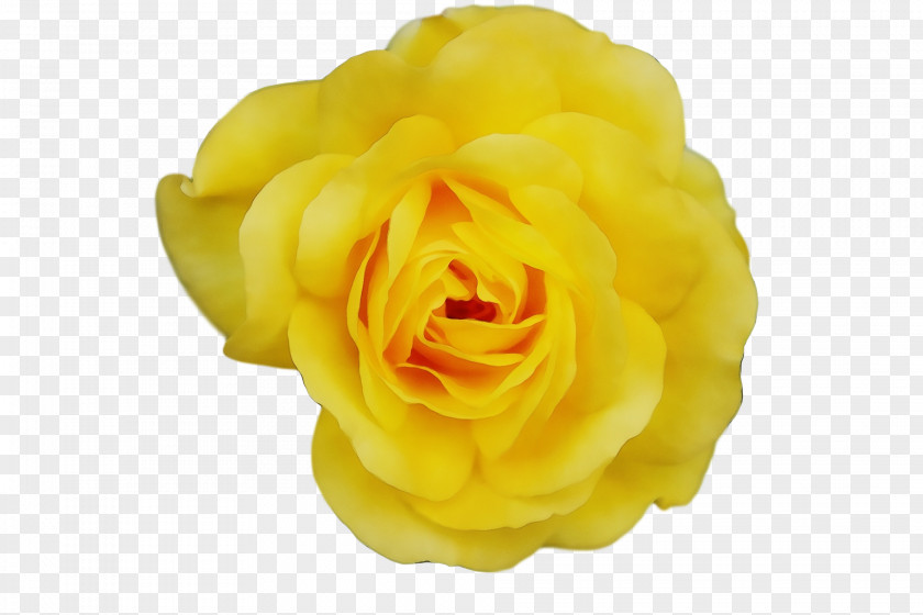 Garden Roses PNG