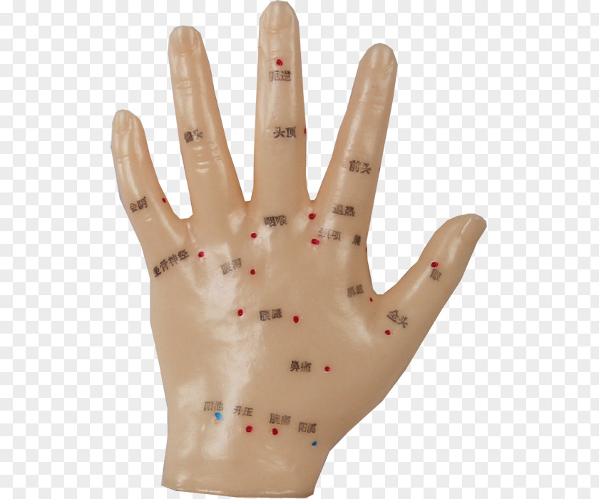 Hand Thumb Model Glove PNG