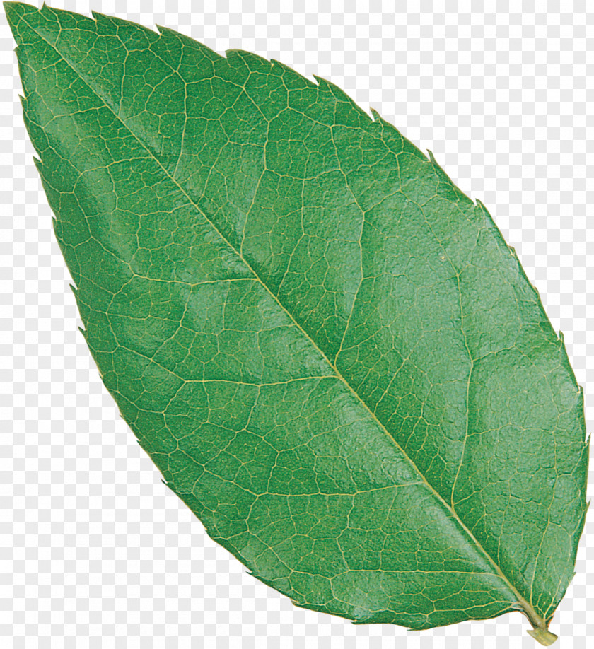 Leave Plant Pathology Leaf PNG