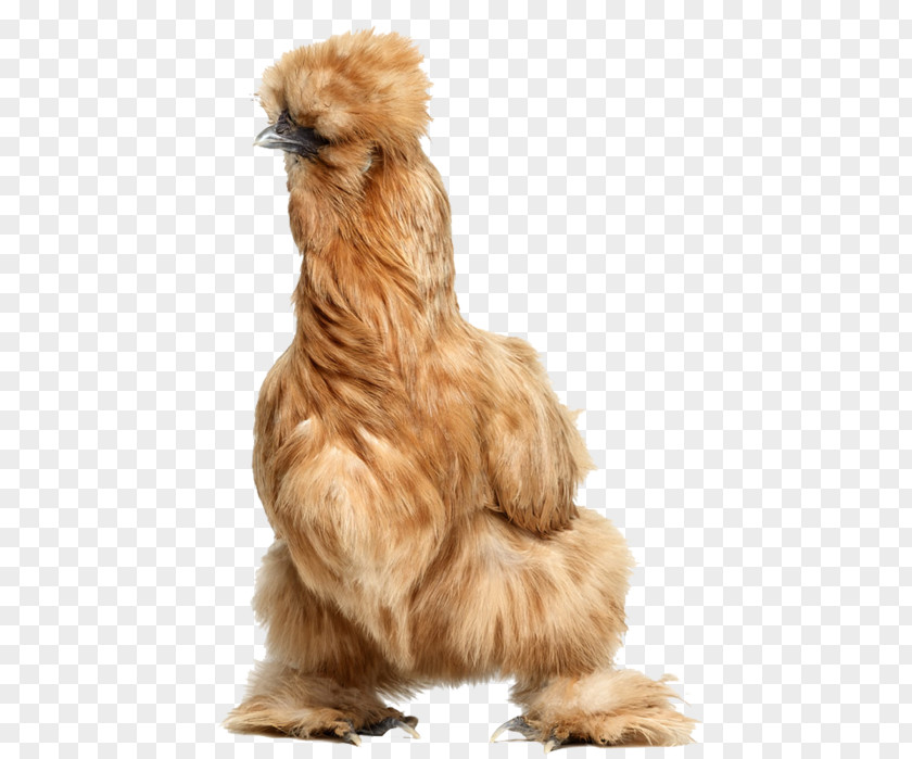 Bird Rooster Silkie Daftar Jenis Ayam PNG