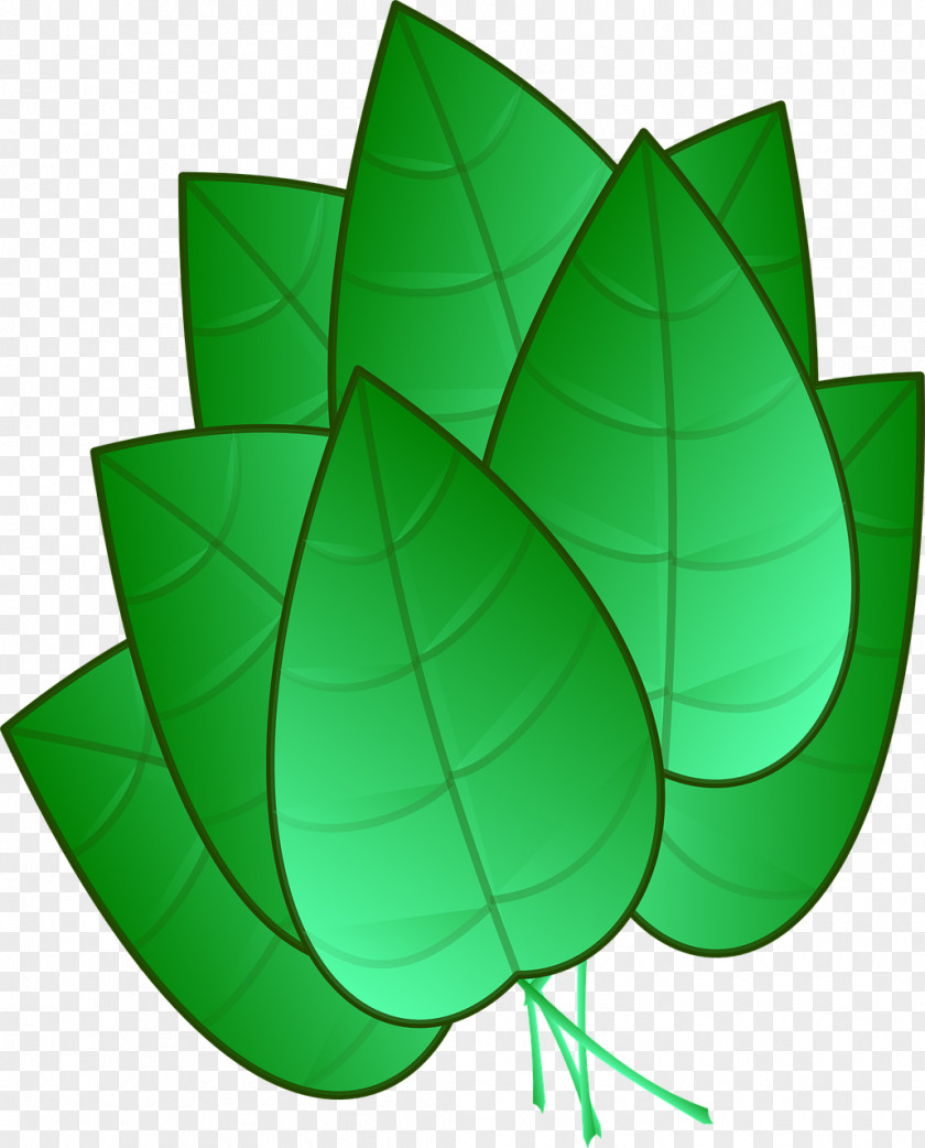 Leaf Drawing Clip Art PNG