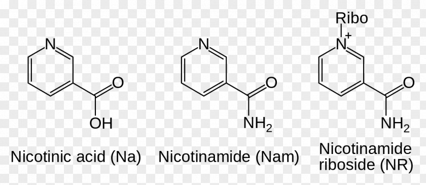 Nền Nicotinamide Adenine Dinucleotide Riboside Coenzyme PNG