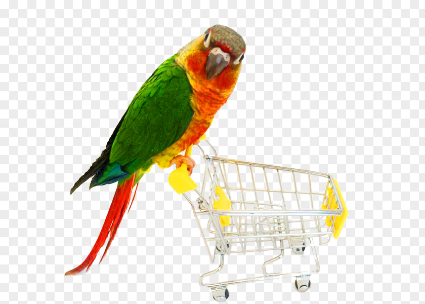 Parrot Bird Cat Dog Toy PNG