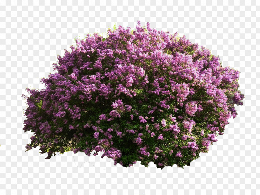 Shrub Common Lilac Gardening PNG