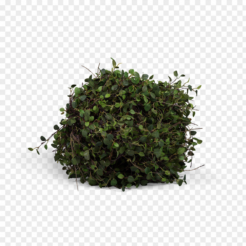 Tree Shrub Herb Plant PNG