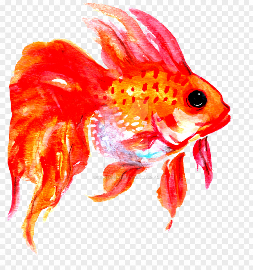 Fish Goldfish Tail PNG