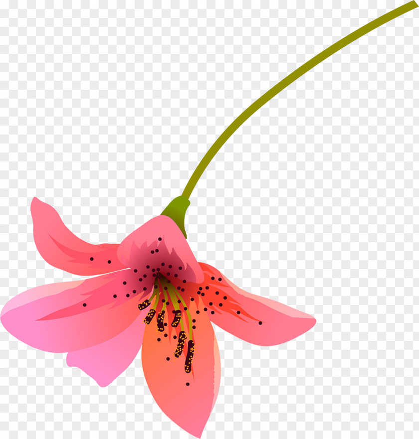 Flower Lilium Petal Color PNG