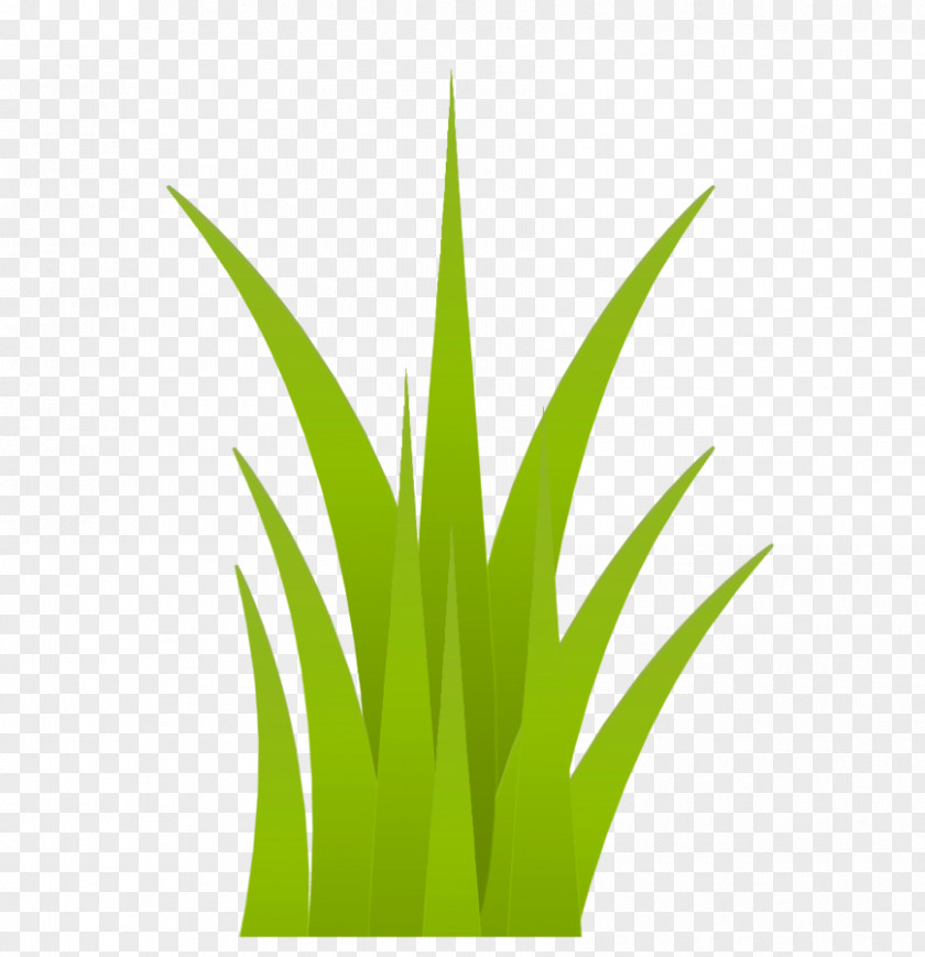 Leaf Grasses Flowerpot Plant Stem PNG