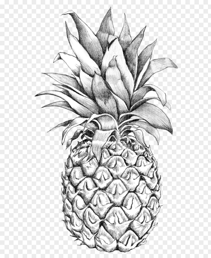 Pineapple Drawing Line Art Sketch Image PNG
