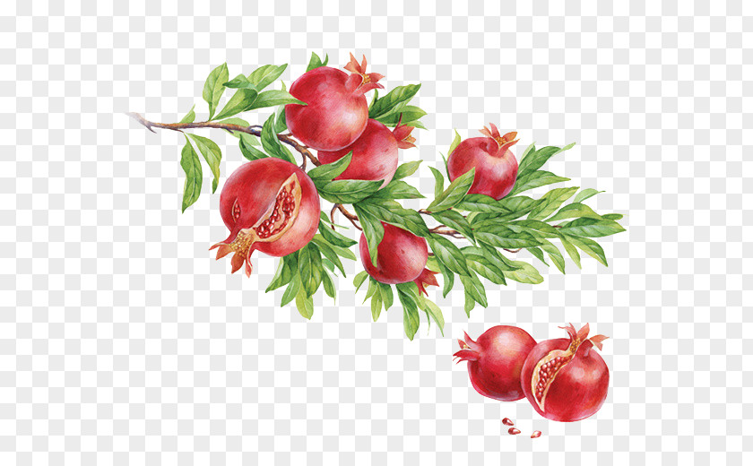 Pomegranate Watercolor Painting Dribbble Behance Illustration PNG