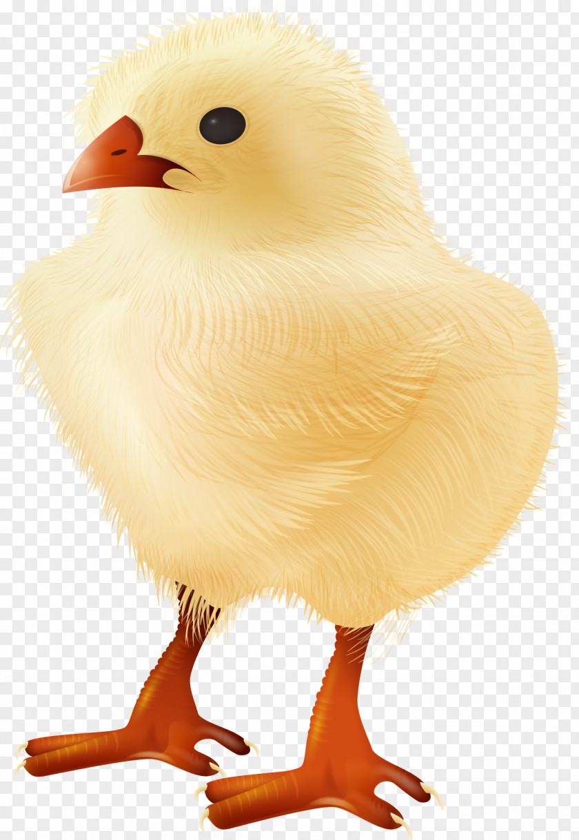 Vector Cute Yellow Chick Creative Yellow-hair Chicken Bird Clip Art PNG