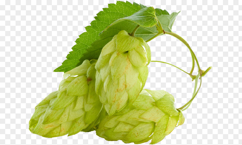 Beer Common Hop Hops Plant Conifer Cone PNG