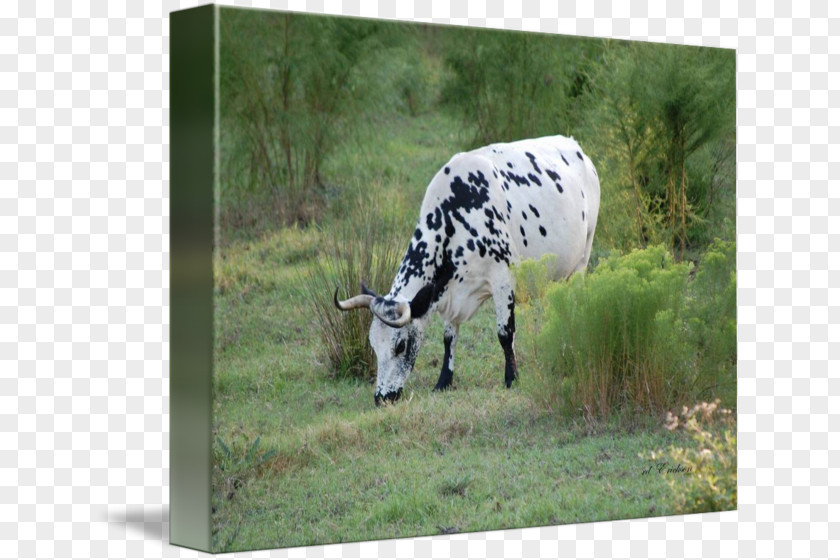 Black Spots Dairy Cattle R.D. Erickson Imagekind Ox PNG