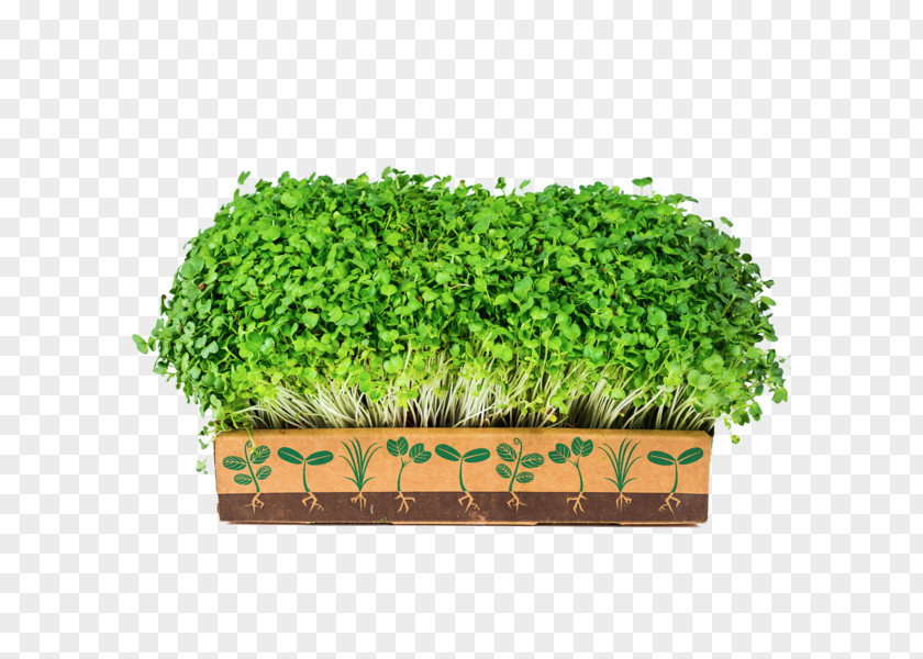 Kale Leaf Vegetable Herb Microgreen PNG