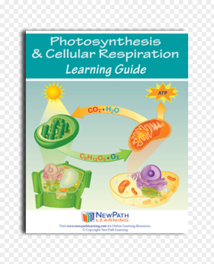 Science Cellular Respiration Photosynthesis PNG