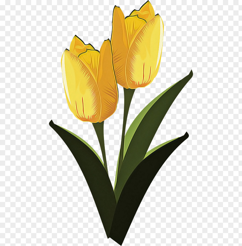 Flower Tulip Yellow Petal Plant PNG