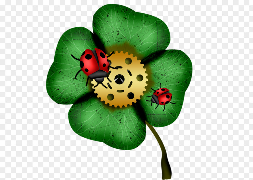 Poppy Family Anemone Green Leaf Background PNG