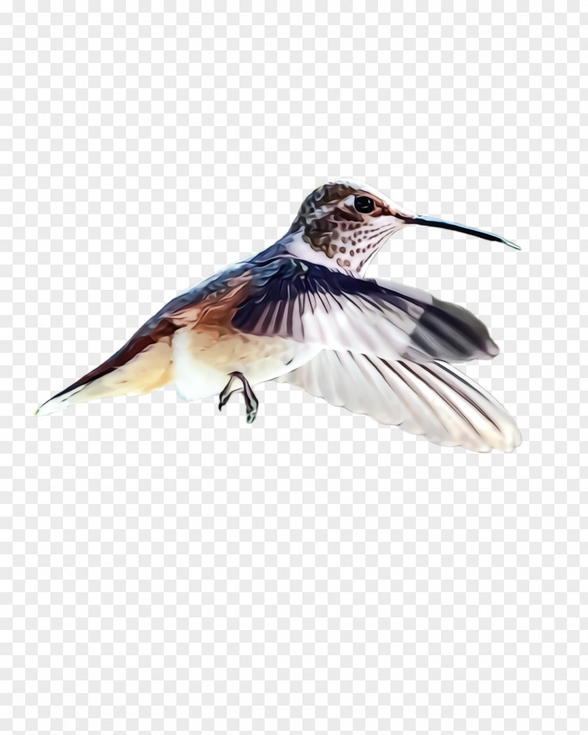 Feather Wing Hummingbird PNG