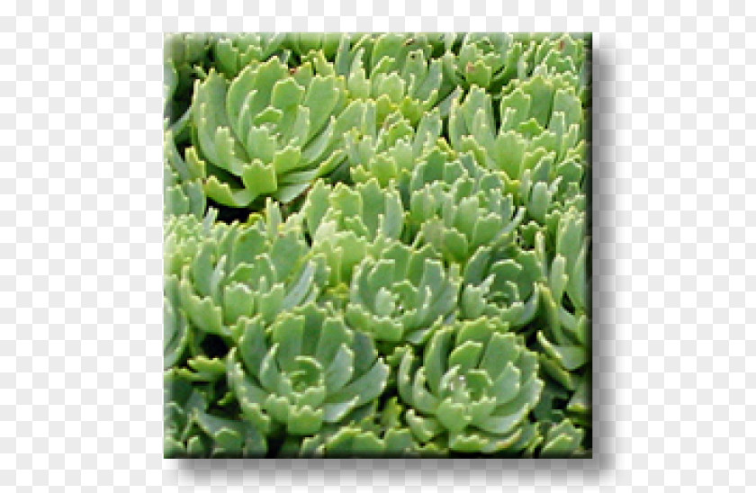 PARADİSE Sedum Spurium Houseleek Cactaceae Spanish Stonecrop Succulent Plant PNG