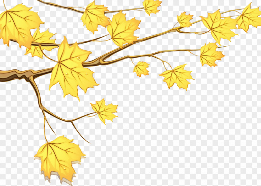 Plant Stem Maple Leaf Autumn Drawing PNG