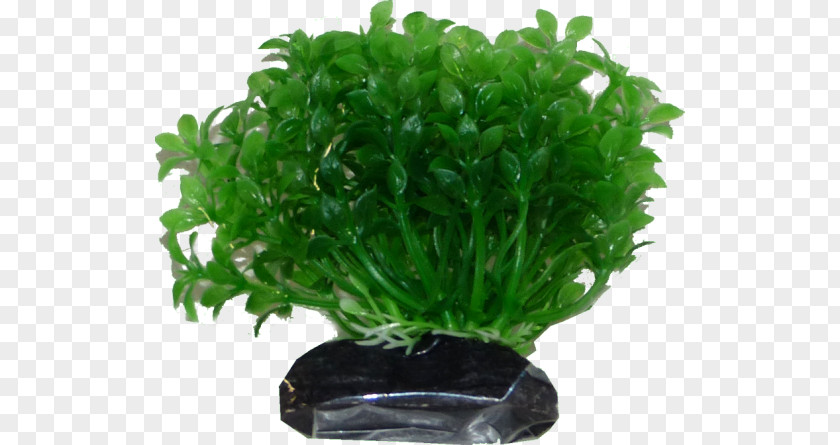 Aquatic Plants Leaf Vegetable Herb Aquarium PNG