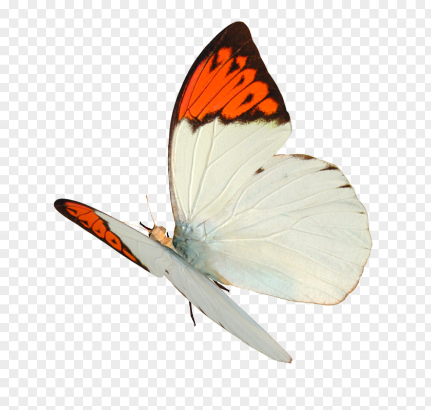 Butterfly Cdr PNG