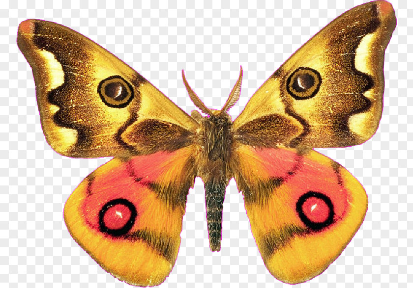 Butterfly Royal Moths Clip Art PNG