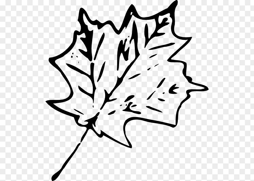 Leaf Maple Drawing Green Clip Art PNG