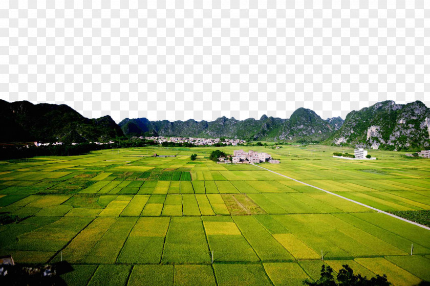 Planning Neat Rice Fields Paddy Field Agriculture PNG