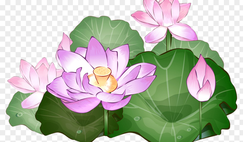 Realistic Flowers Nelumbo Nucifera Desktop Wallpaper Clip Art PNG