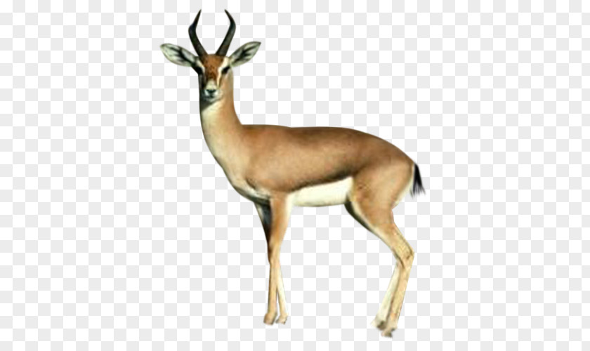 Deer Springbok Antelope PNG