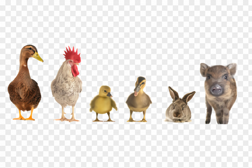 Figurine Ducks Geese And Swans Bird Duck Water Rooster Chicken PNG