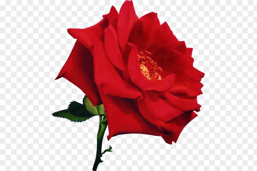 Flower Red Beach Rose Garden Roses PNG