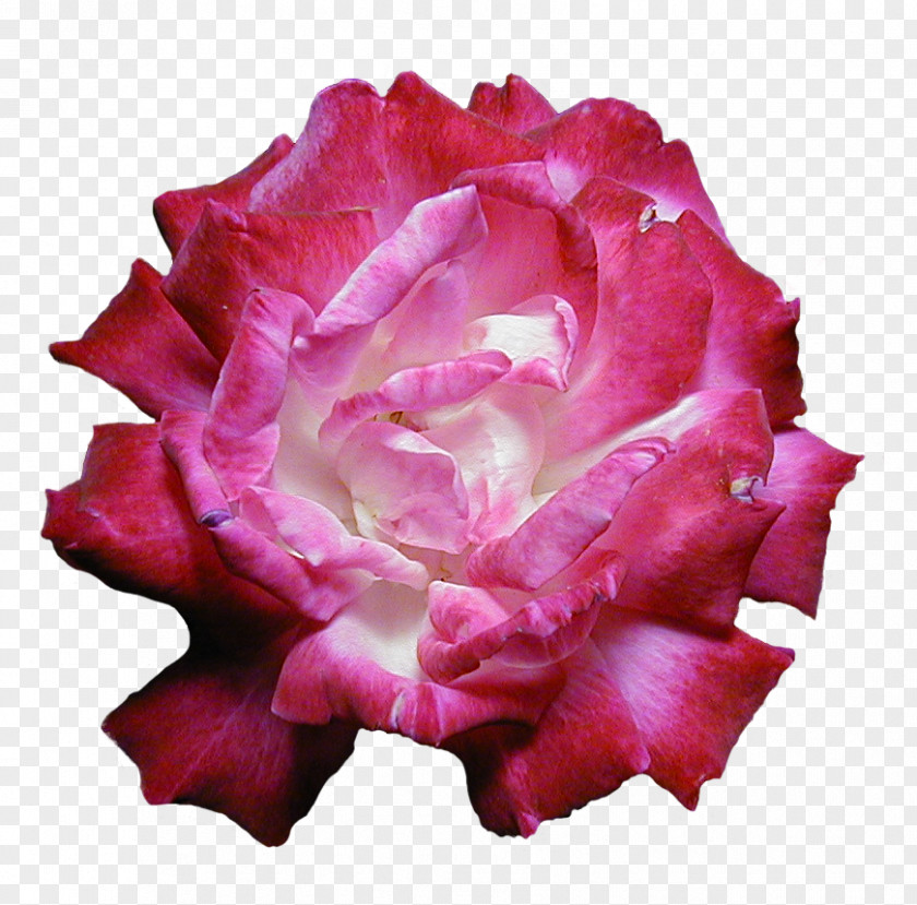 Peony Garden Roses Pink Flower Floral Design PNG