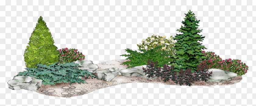 Spruce Fir Conifers Common Juniper Flower Garden PNG