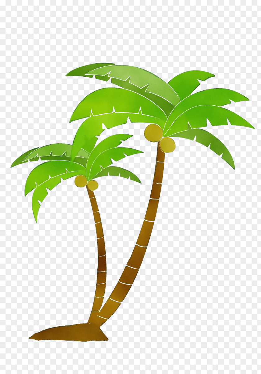 Terrestrial Plant Arecales Palm Tree PNG