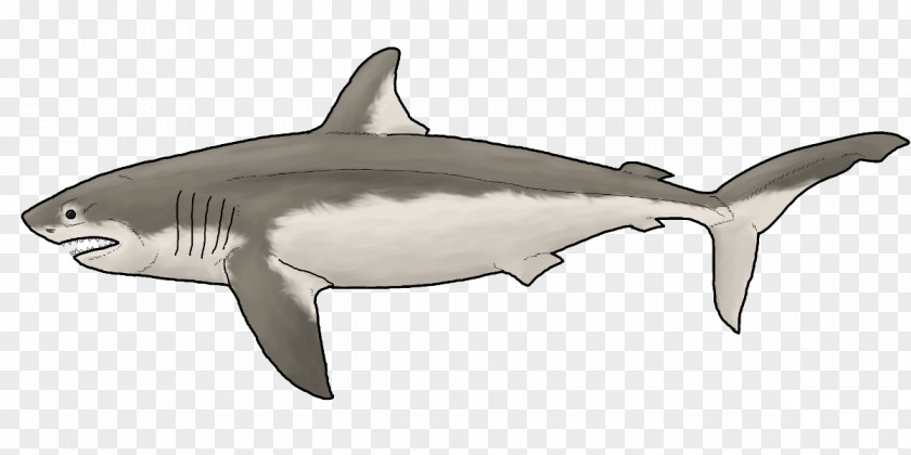 Tiger Shark Great White Squaliform Sharks Rough-toothed Dolphin Requiem PNG