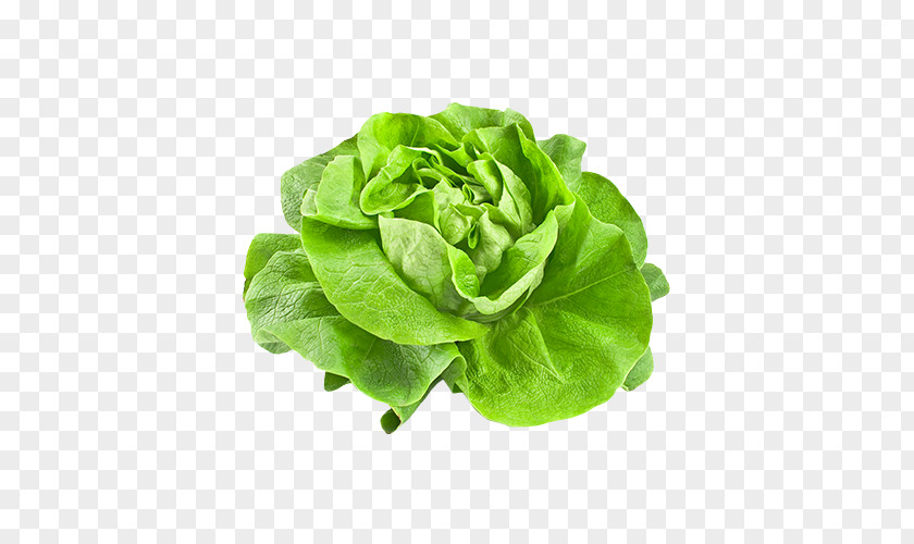 Vegetable Butterhead Lettuce Iceberg Salad PNG