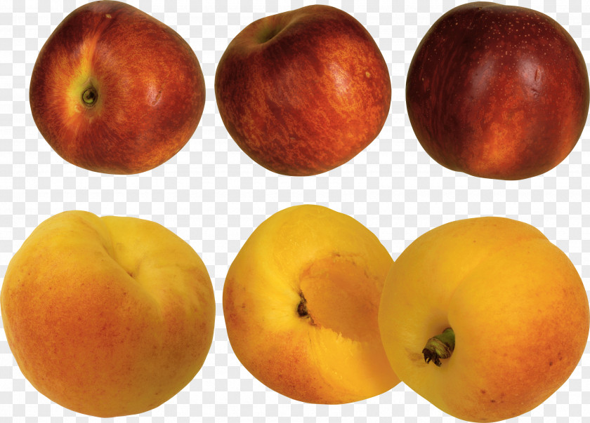 Peach Image Apricot Download PNG