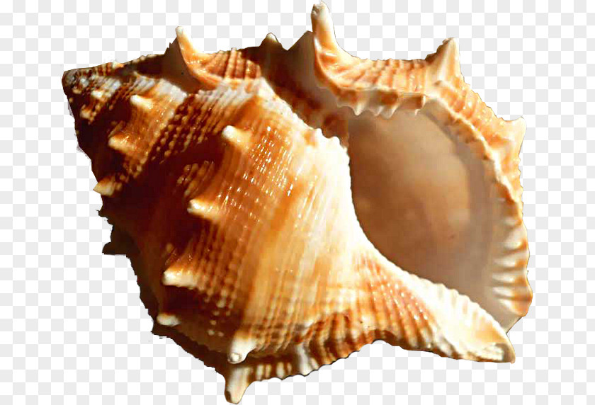 Summer Seashell Conch Cockle Clip Art Image PNG