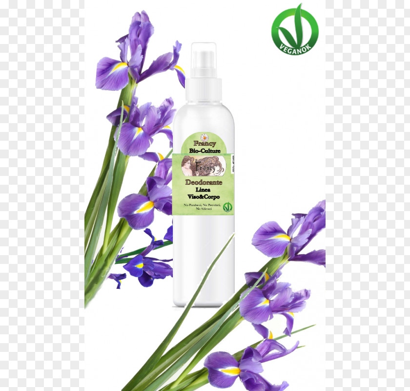 Violet Lavender Cut Flowers Herb PNG