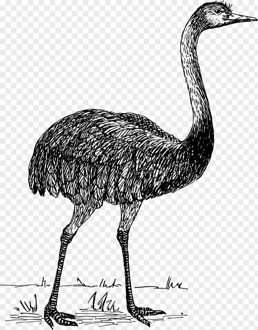 Bird Common Ostrich PNG