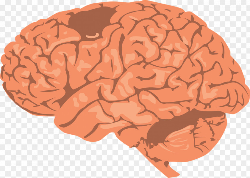 Brain Human Clip Art Image Vector Graphics PNG
