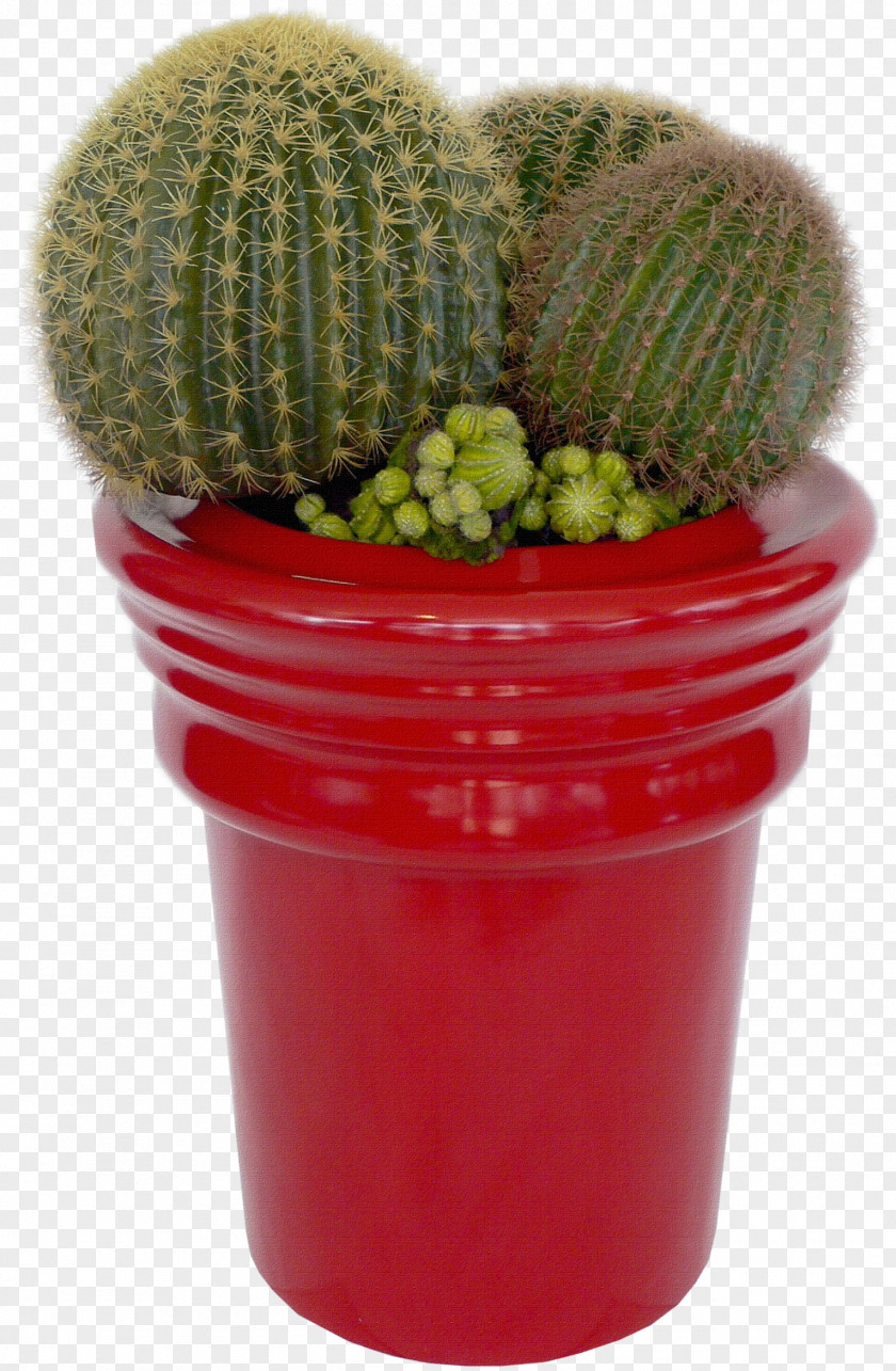 Cacti Cactaceae Succulent Plant Flower PNG