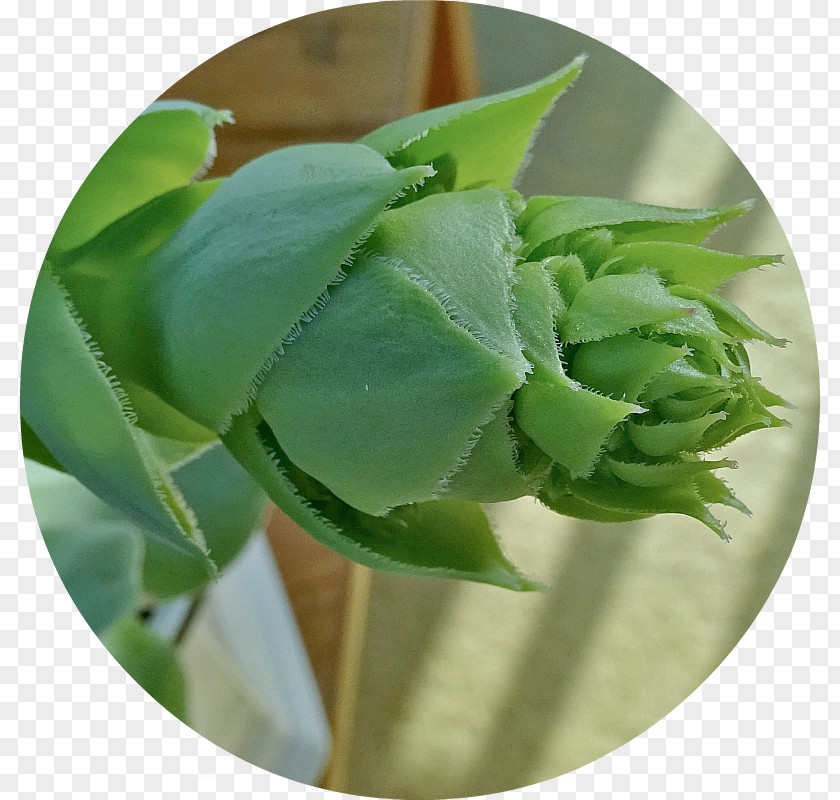 Echeveria Leaf Plant Stem Flower PNG