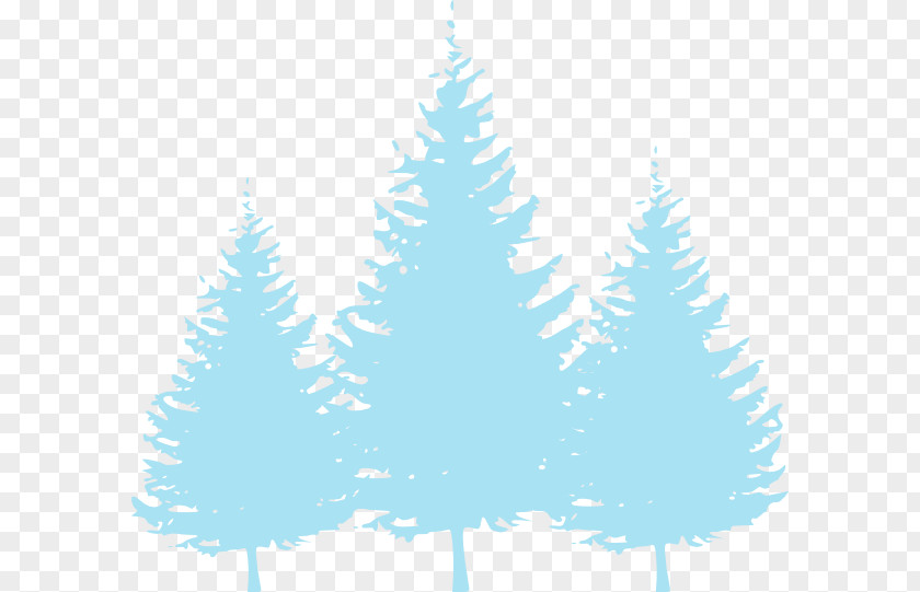 Tree Pine Evergreen Spruce PNG