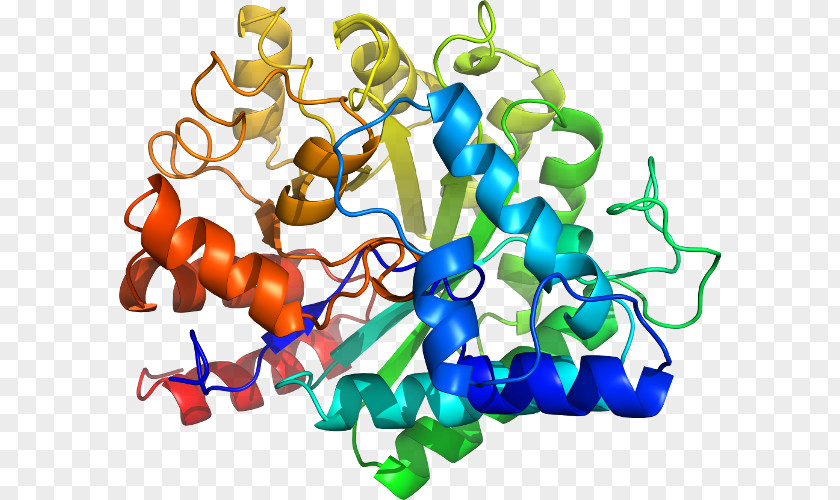 Adenosine Deaminase Zalpha Domain Organism Clip Art PNG